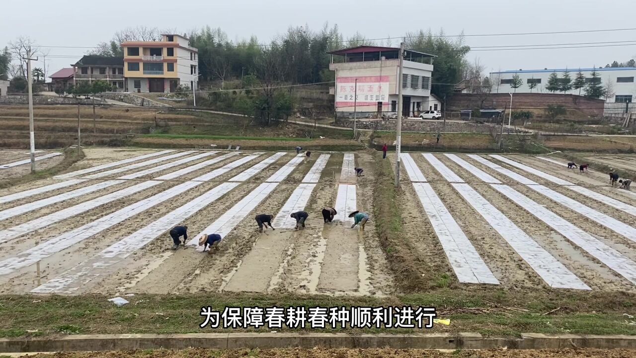 邵阳市农业农村局:农技专家勤指导 种植大户春耕忙