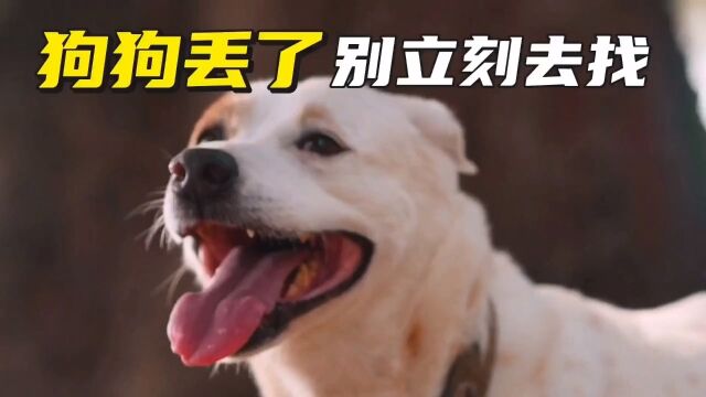 记住了,狗狗丢了,不要马上去找#狗狗丢了怎么办