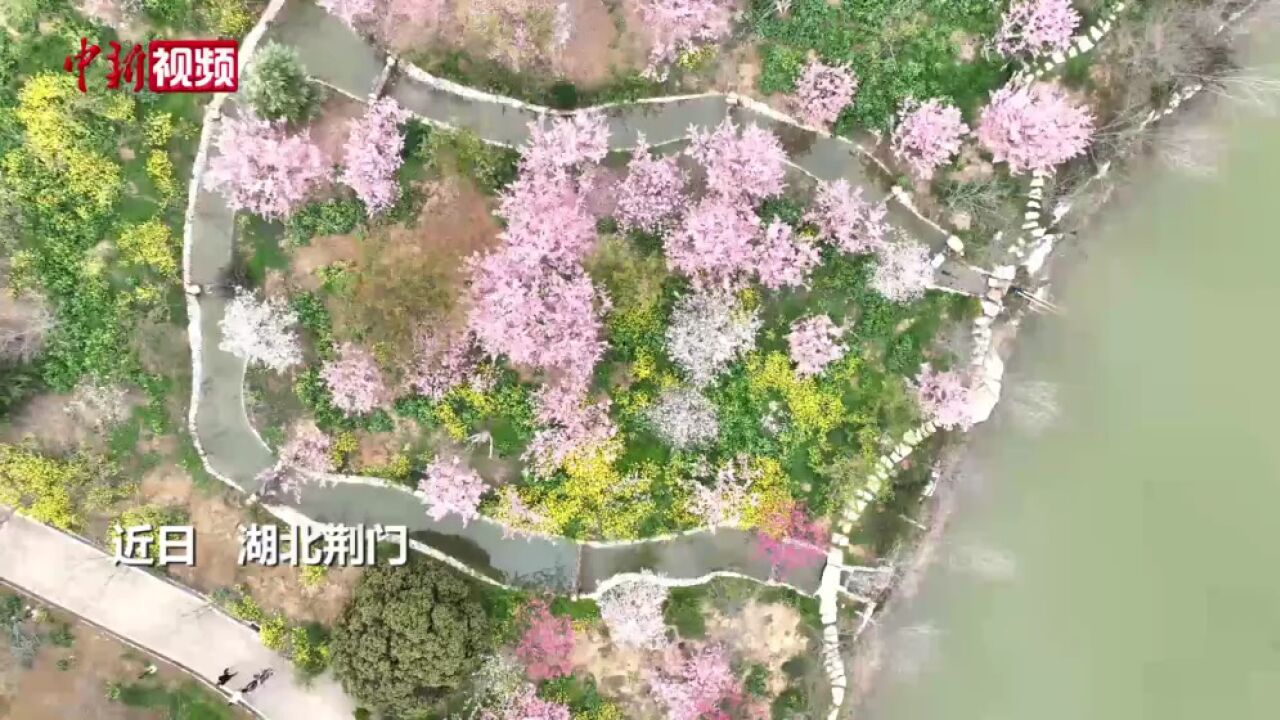 湖北荆门:万株樱花开游人入画来