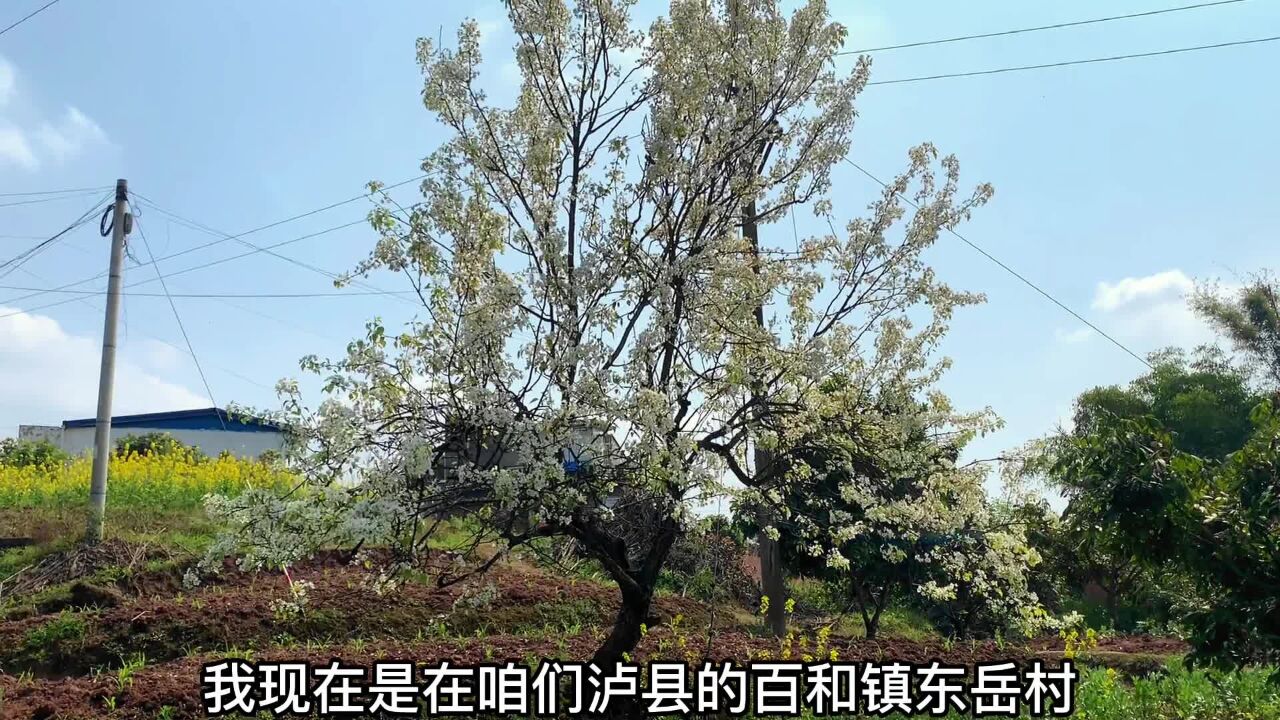 泸州乡村风光:万亩粮油基地,泸县百和镇东岳村巴蜀鱼米之乡