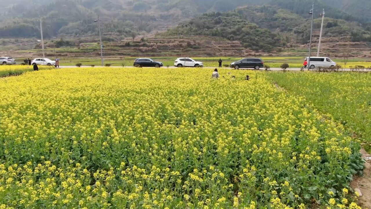 油菜花开游客来 江西婺源旅游全面复苏