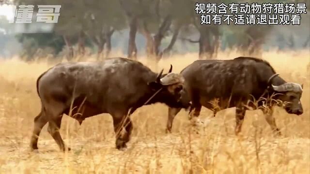 水牛群遭遇狮群袭击,水牛首领带领兽群奋力反抗,压迫感十足!