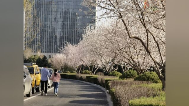 【航拍榆林】花开正好!以桃花之名与榆林共赴春天的约会