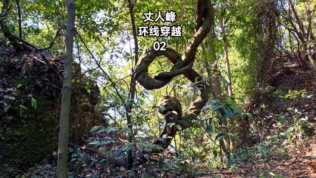 都江堰青城山丈人峰环线2,穿越森林茶园经丈人观回去,险峻奇特