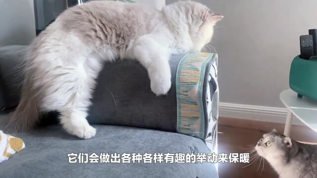 猫咪怕冷吗?猫在冬天是怎样保暖的?看看你家猫是不是这样