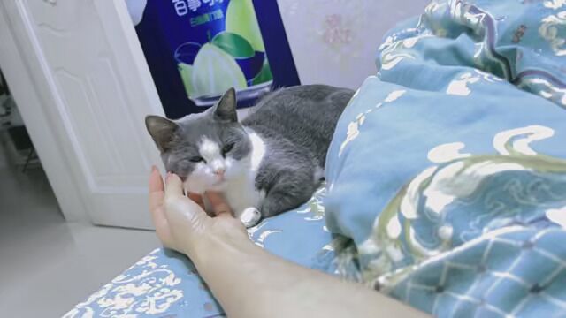 #沙雕猫咪的日常 蓝胖子 #英短蓝白猫 也有很乖的时候