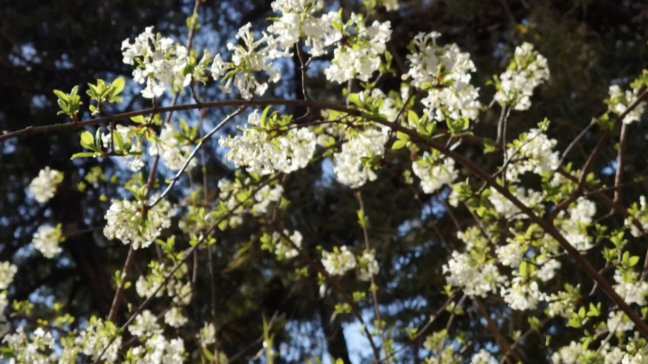 京城古寺第一枝 丁香花开戒台寺