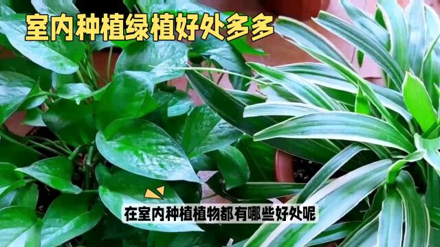 家里种植绿植对我们的好处多多