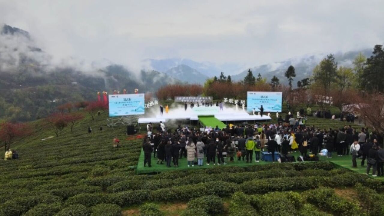 茶香四溢!陕西安康紫阳县26万亩春茶进入采茶季