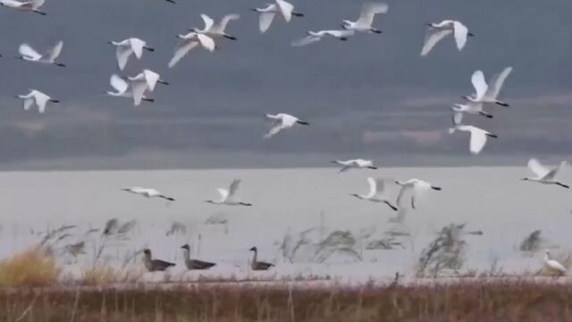 江西都昌:2万只候鸟飞抵鄱阳湖都昌湖区