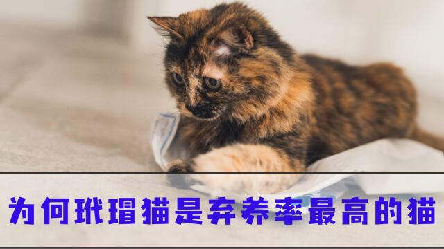 40秒带你感受玳瑁猫的痛!