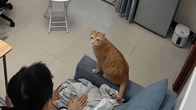 猫咪开启“飞行模式”,撸猫之极速版,喵:怎么,我的毛烫手啊