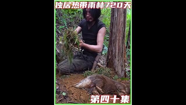 第四十集丨荒野求生,捕捉溪流中绝美的食物,野猪的生仔却迎来绝望的一幕#野外生存 #野外建造 #国外合法狩猎 #荒野达人