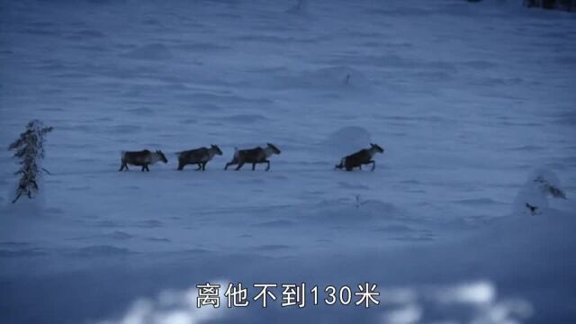 d141集:捕捉驯鹿,制作雪橇#零度以下的生活#纪录片