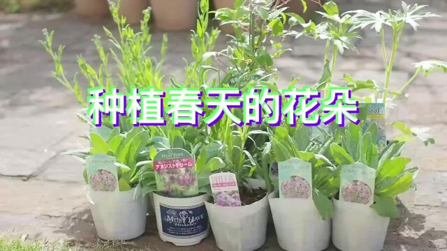 【创造春天的花园】介绍和种植与春色相得益彰的花朵绿植~