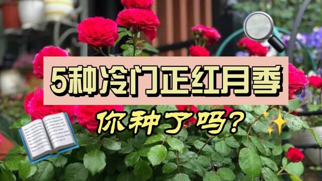 这5种正红色月季你种了吗?知名度不高,却优秀!