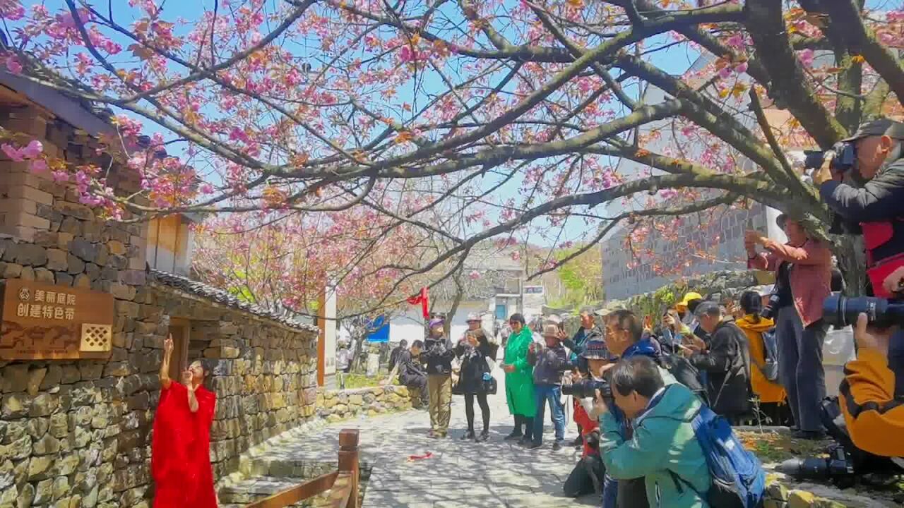 漫山遍野樱花红,最爱这一棵