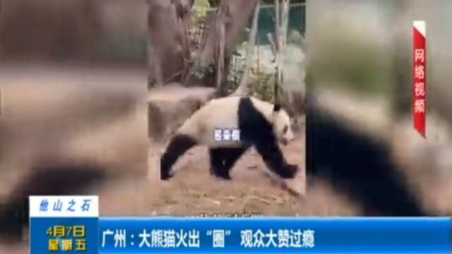 广州:大熊猫火出“圈”,观众大赞过瘾