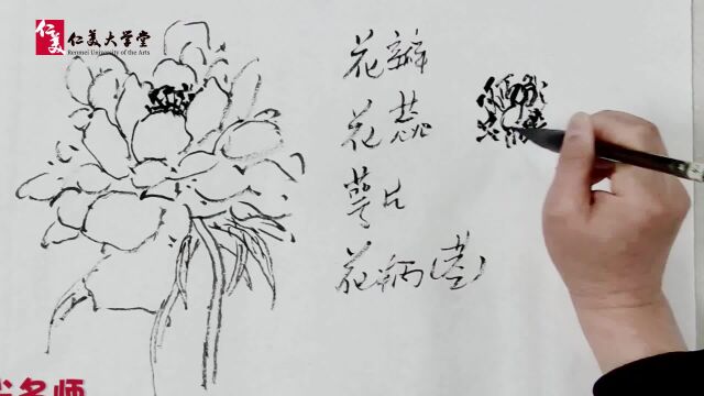 牡丹基础结构花蕊分辨解析