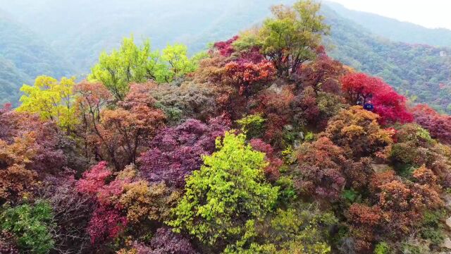 【嵩游记】来吧!嵩县已开启赏红叶模式!