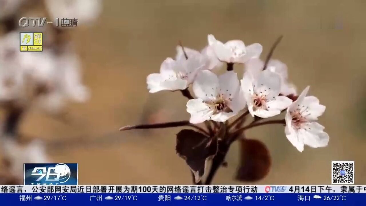 粉色梨花开满枝,果农期待好收成,网络主播上门带货