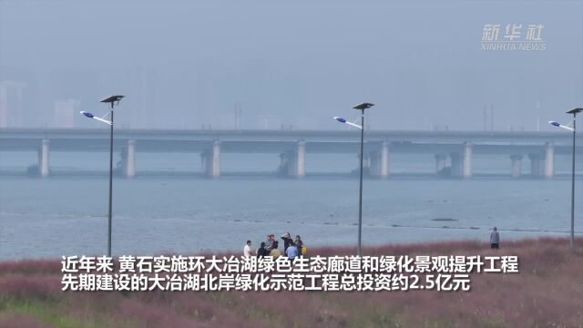 湖北黄石:粉黛乱子草绽放 环大冶湖廊道美如画