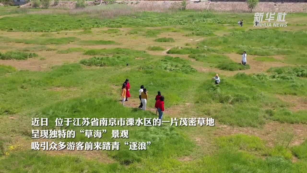 江苏溧水:风吹“草海”春意浓