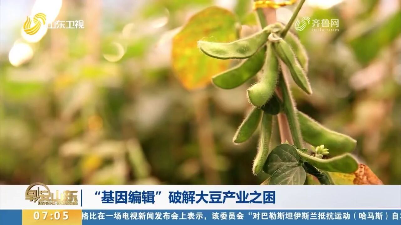 山东:超前布局“基因编辑”技术,整合资源,破解大豆产业之困