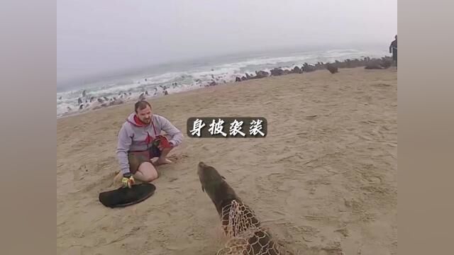 通过望远镜发现一只海狮将海里留下的废弃破网披在身上 #海洋生物 #动物救助 #救援海狮