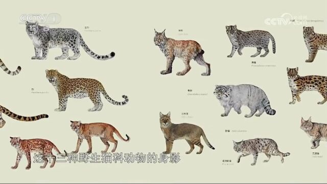 记录13种本土猫科动物,中信出版《中国大猫》获2022年“中国好书”奖