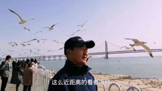 来到美丽的大连如此近距离喂海鸥