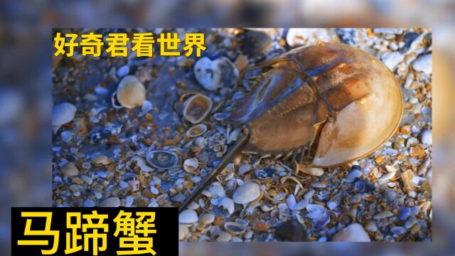 那些存活至今的“神奇动物”:马蹄蟹