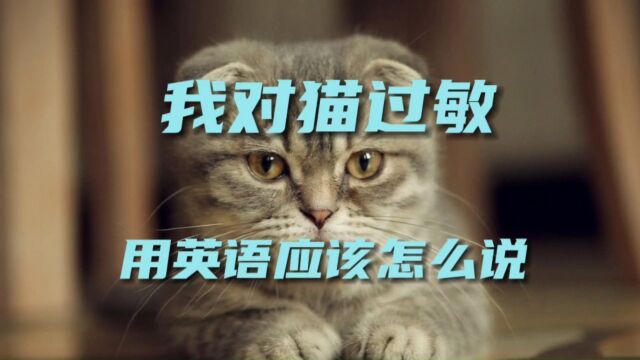 我对猫过敏用英语应该怎么说