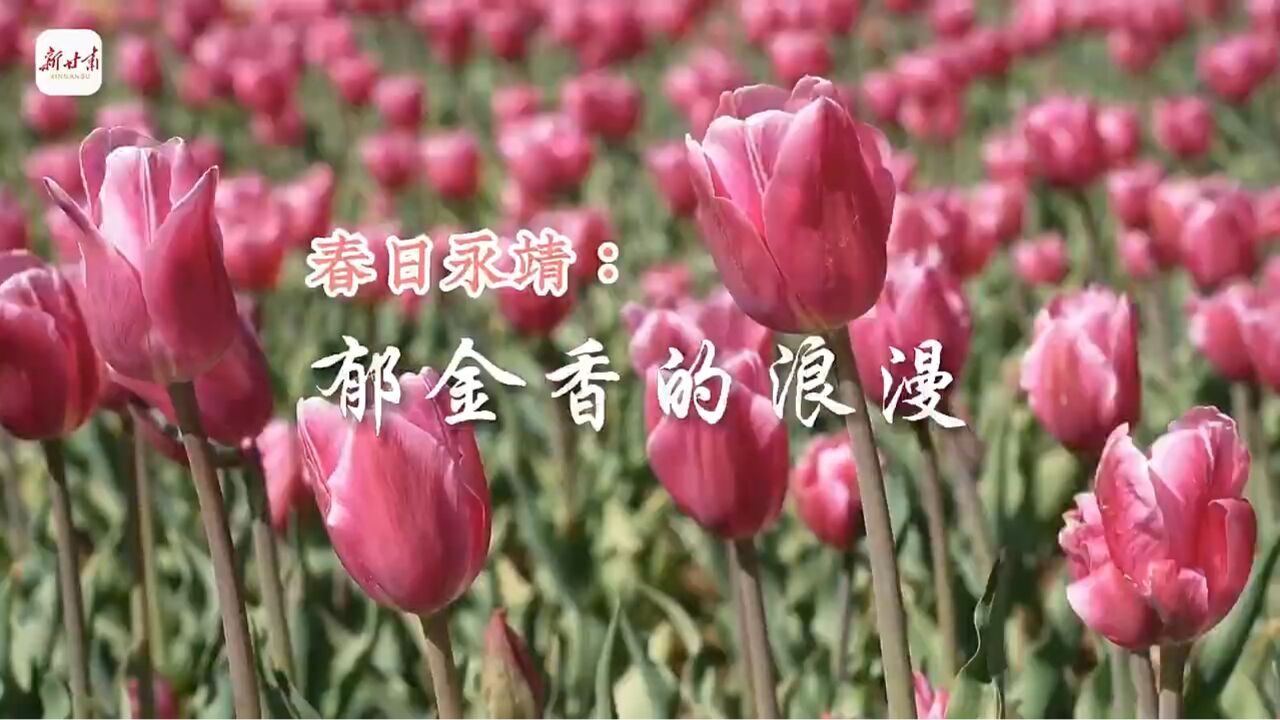 这里是甘肃ⷨ熩⑼春日永靖:郁金香的浪漫