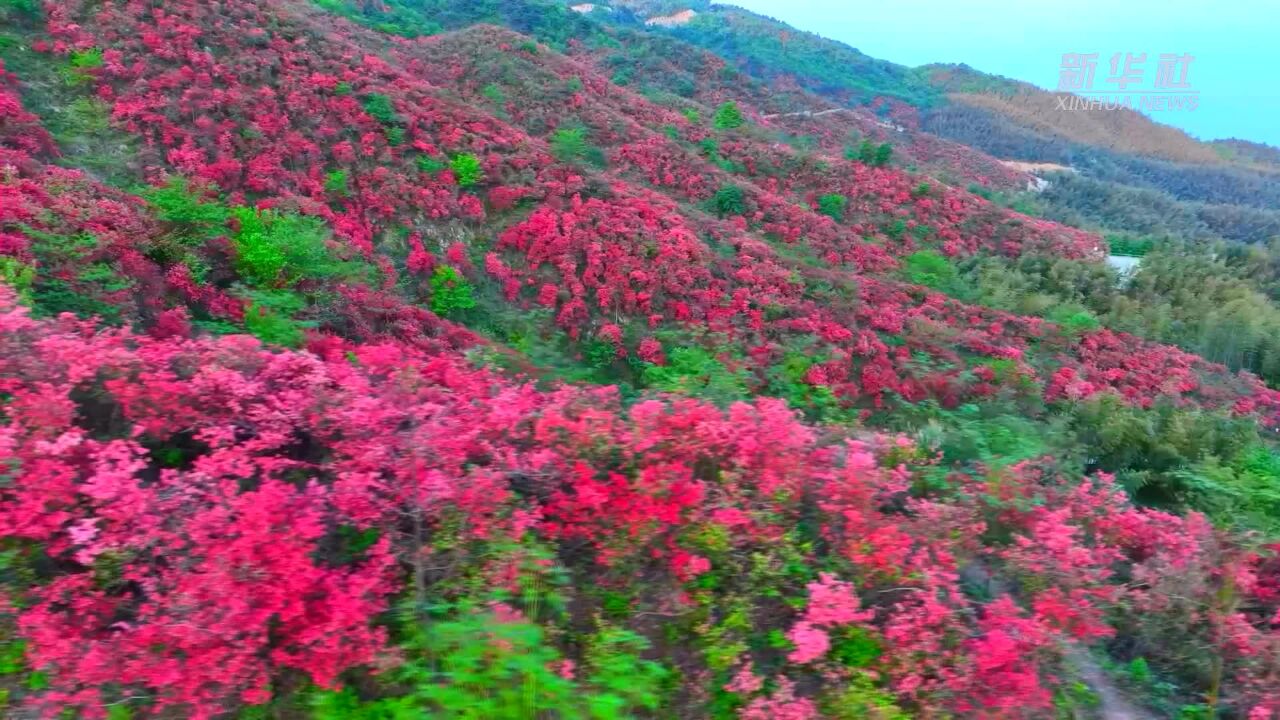 千城胜景丨湖北通山:杜鹃盛放大幕山