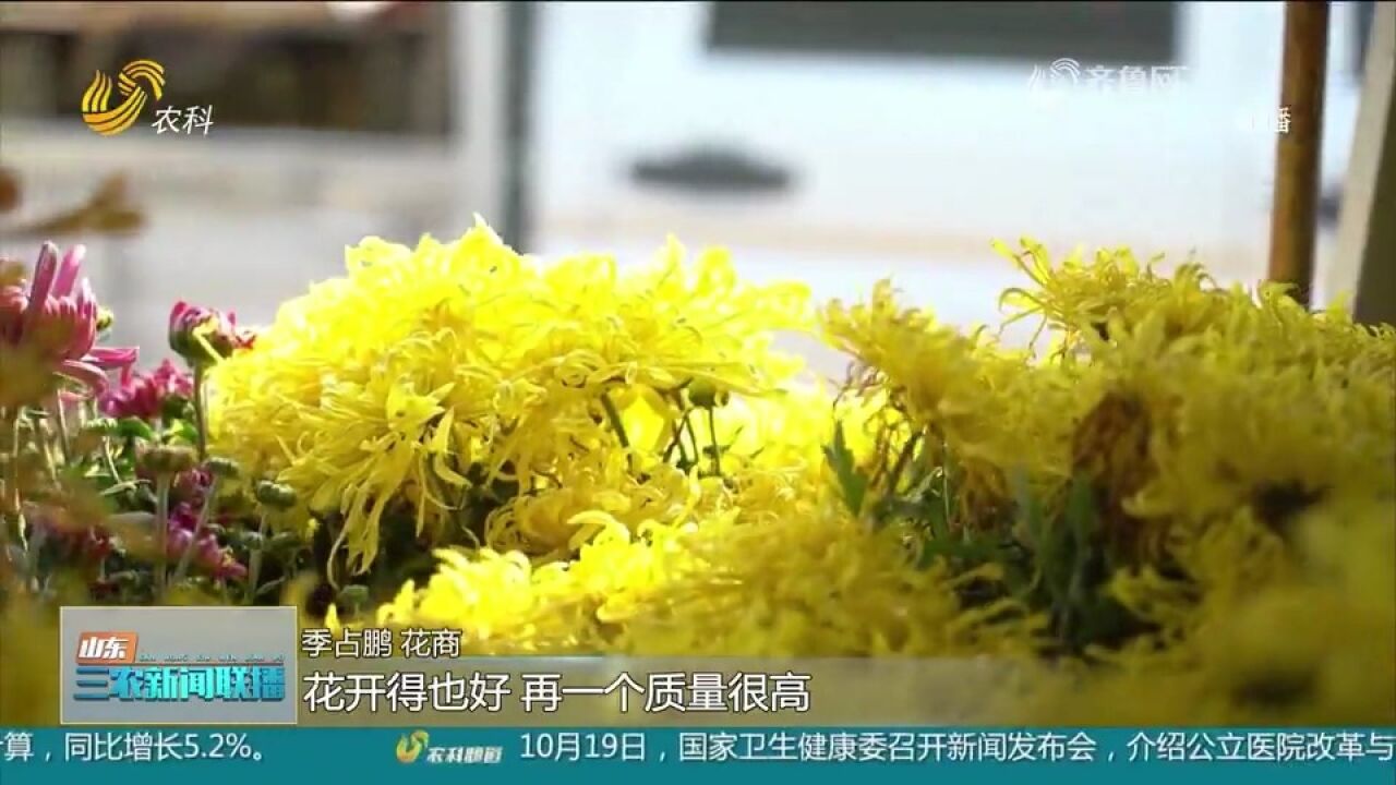 菏泽:300亩秋菊竞相开放,绘就了农民增收的“金色”风景