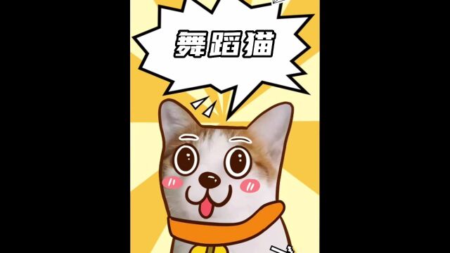 盘点猫咪的魔性舞蹈真是泰酷辣