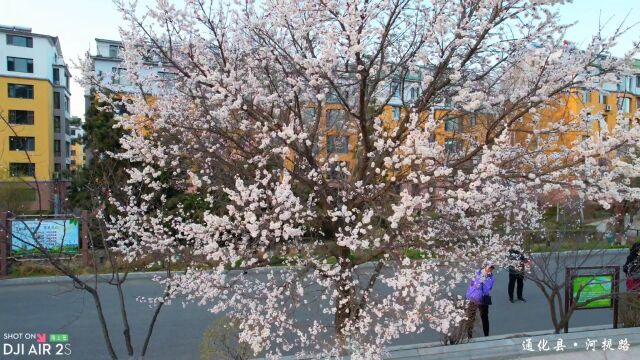 春暖花开的季节