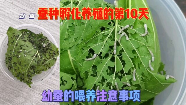 蚕种孵化养殖的第10天,桑叶选择处理很关键,可提高幼蚕成活率