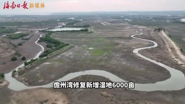 组图+视频|儋州湾修复新增湿地6000亩!