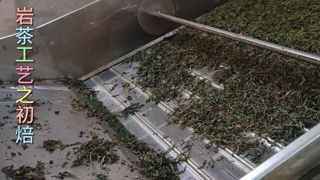 武夷岩茶制作工艺之初焙