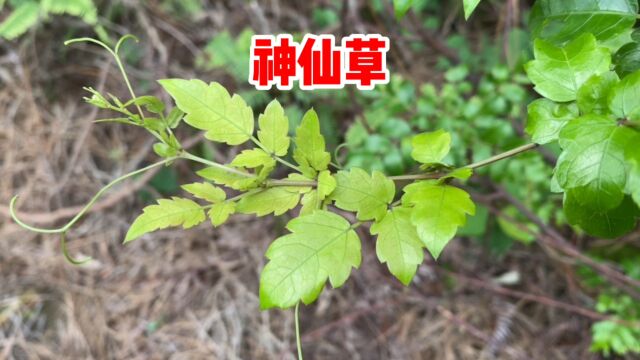 显齿蛇葡萄也叫藤茶,号称“神仙草”,遇到挖一些