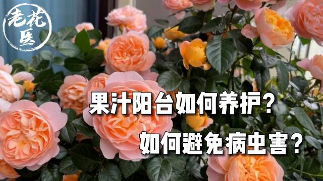 果汁阳台如何养护?如何避免病虫害?