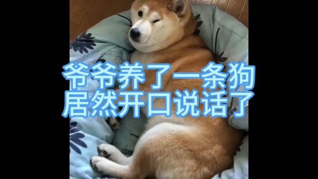 狗开口说人话