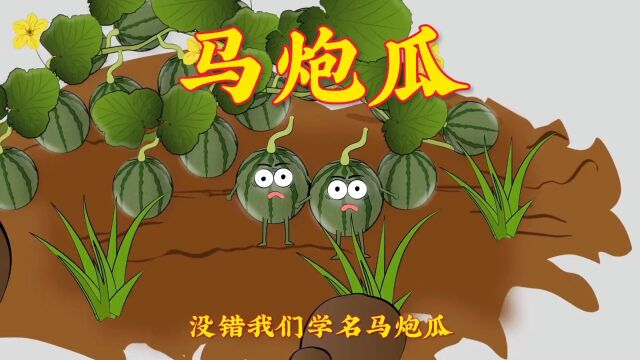 马泡瓜到底是什么瓜呢?#植物科普 #动画制作 #百科