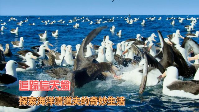 追踪信天翁:探索海洋清道夫的奇妙生活, 以及海洋生活的挑战