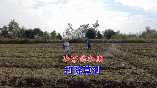 油菜苗初期管理,使用农药除草剂,来控制杂草的生长