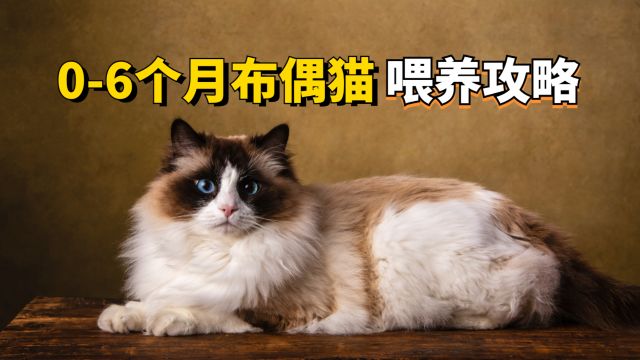 06个月的布偶猫喂养方法,小奶猫很好养!