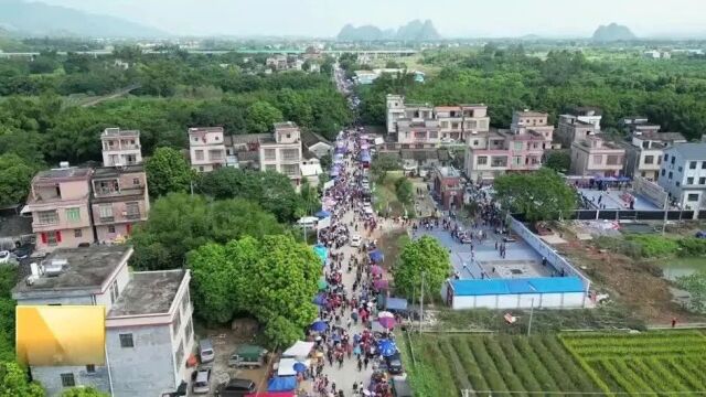 5万多人趁陂面镇重阳古墟,逛药市闻百草香,品非遗文化