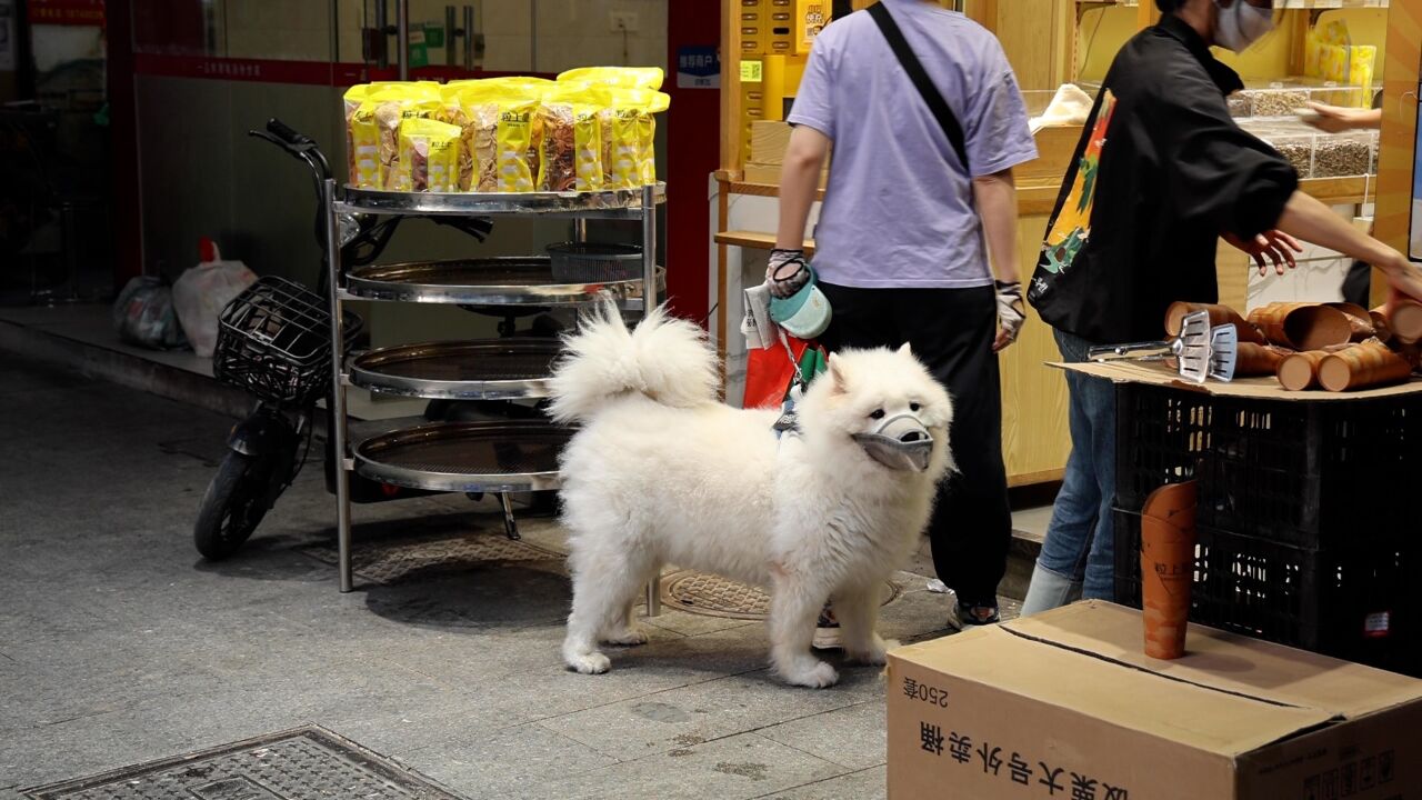 多地出台养犬管理条例禁养危险犬,市民倡导加强文明养犬意识